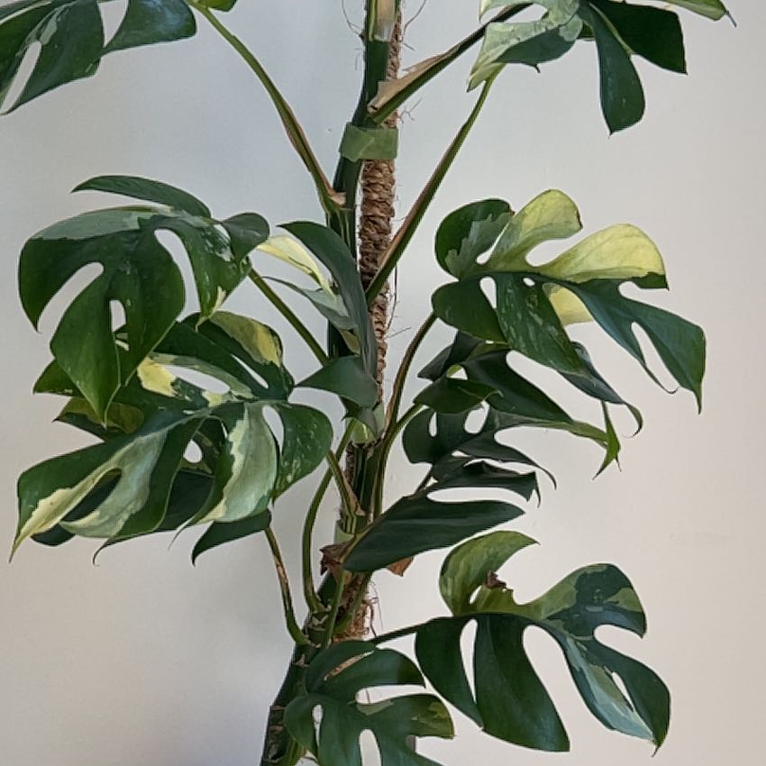 Photo of the plant species Variegated Mini Monstera by @PBubs42 named The Jenner on Greg, the plant care app