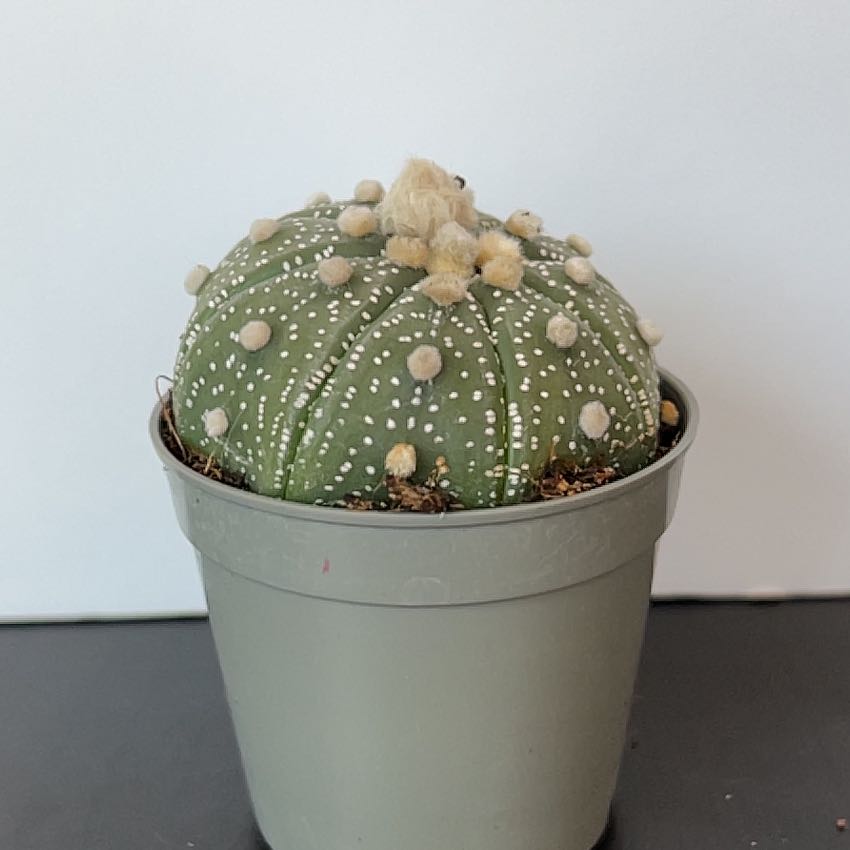 Photo of the plant species sanddollar cactus by @PBubs42 named Sandy on Greg, the plant care app