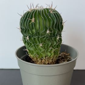 Photo of the plant species Brain Cactus by @PBubs42 named Anne on Greg, the plant care app