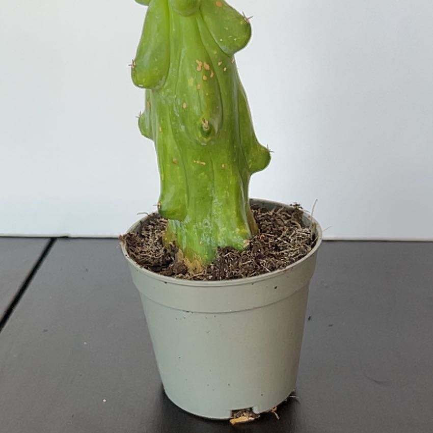 Photo of the plant species Boobie Cactus by @PBubs42 named CeeCee on Greg, the plant care app