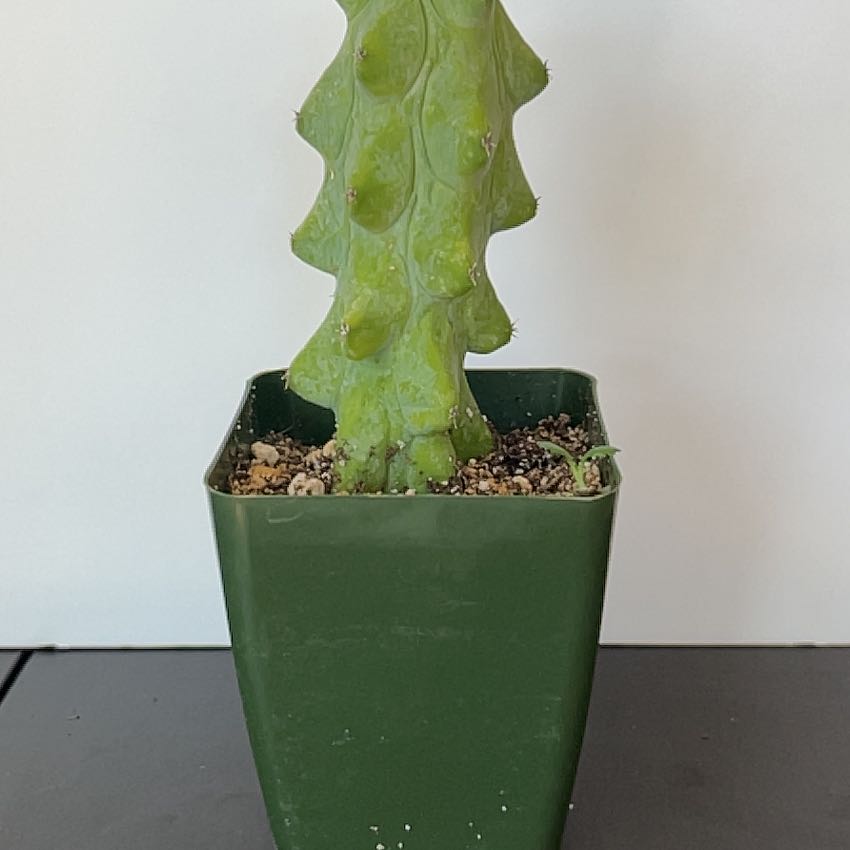 Photo of the plant species Boobie Cactus by @PBubs42 named DeeDee on Greg, the plant care app