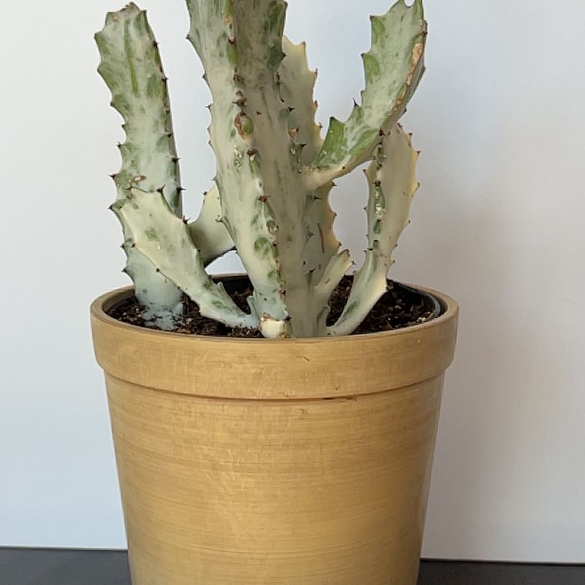 Photo of the plant species White Ghost Cactus by @PBubs42 named Lich on Greg, the plant care app