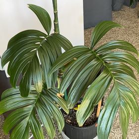 Photo of the plant species Philodendron Dragon Tail by @PBubs42 named Denali on Greg, the plant care app
