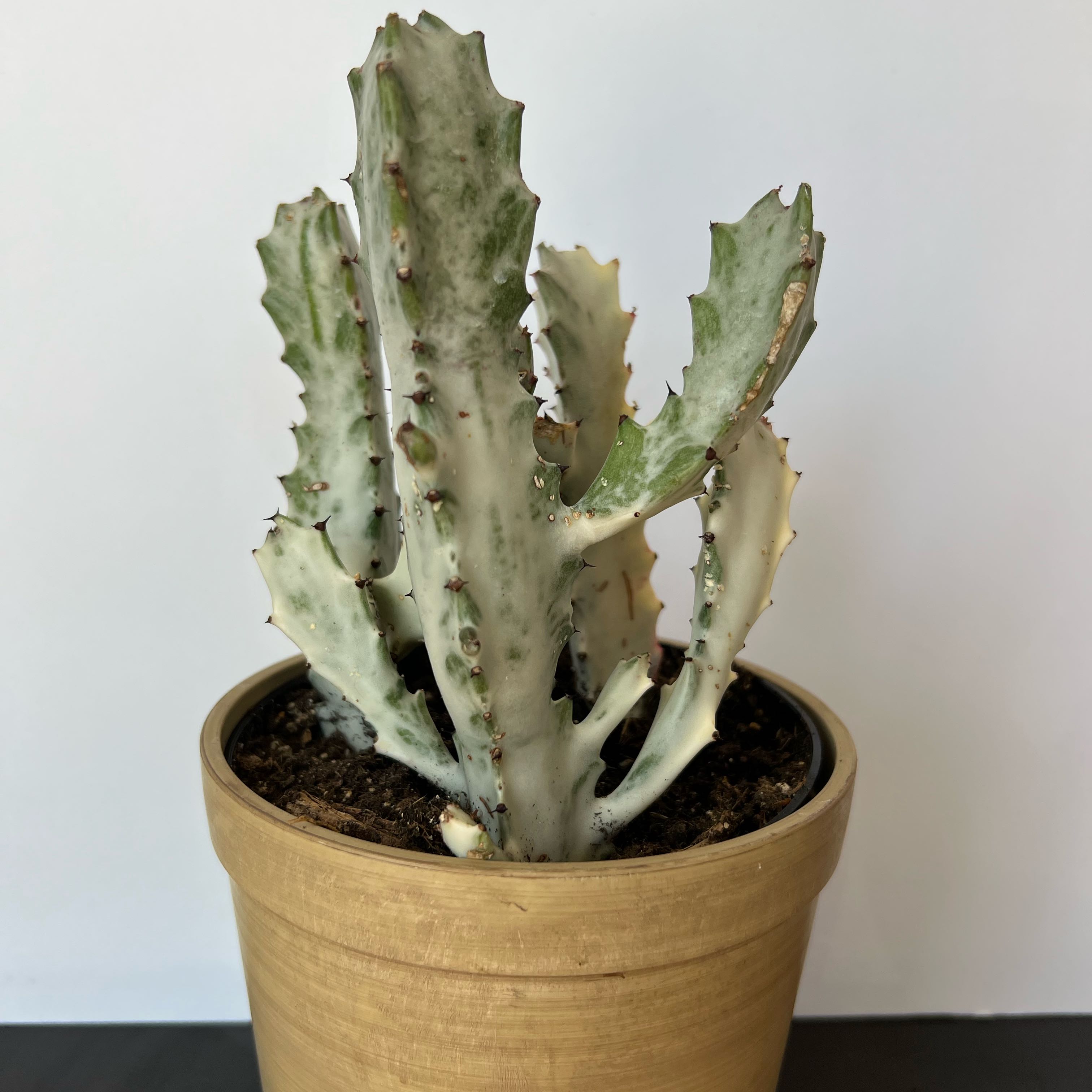 Photo of the plant species White Ghost Cactus by @PBubs42 named Lich on Greg, the plant care app