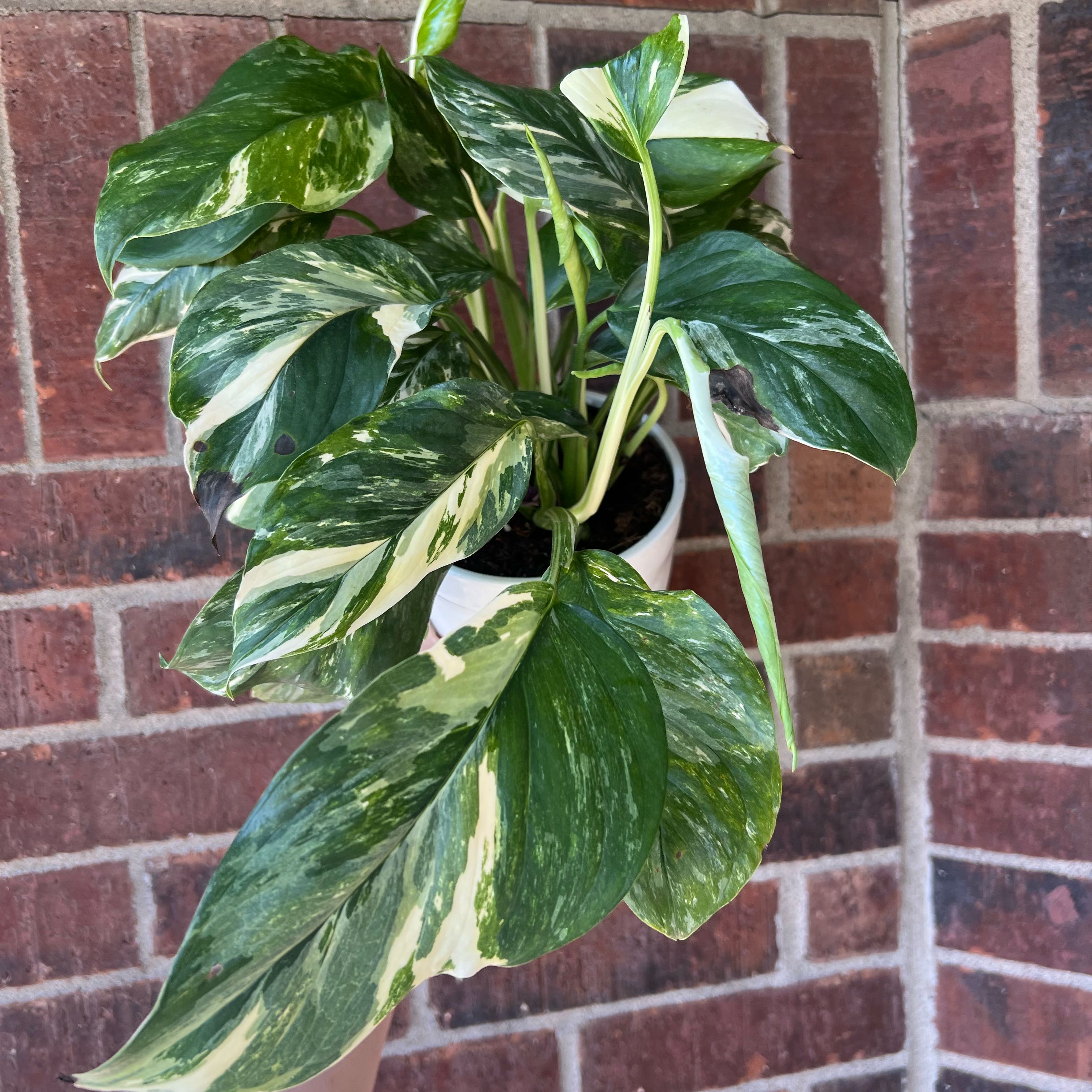 Photo of the plant species Monstera lechleriana 'Variegata' by @PBubs42 named Daphne on Greg, the plant care app
