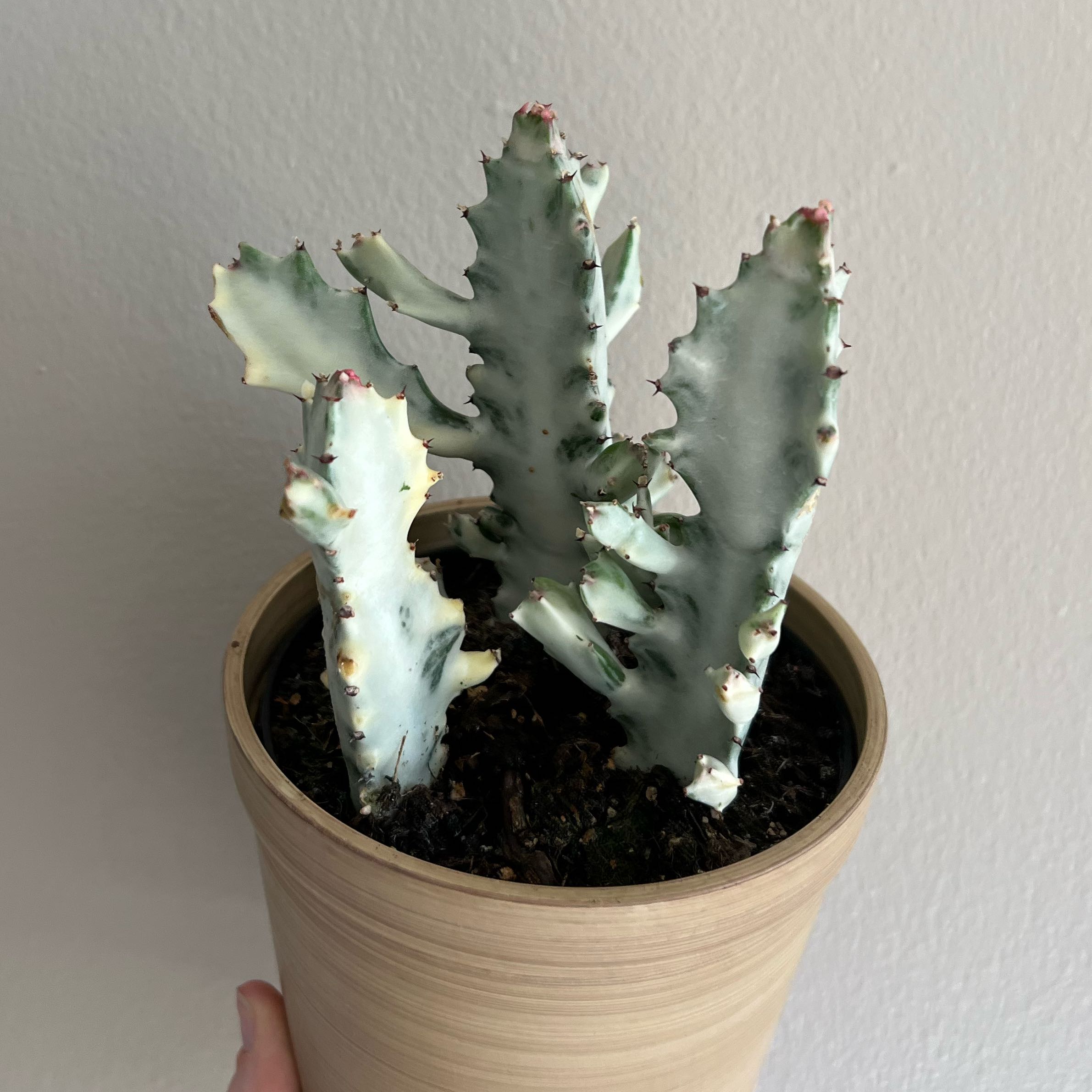 Photo of the plant species White Ghost Cactus by @PBubs42 named Delilah on Greg, the plant care app