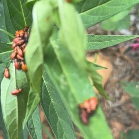 Photo of the plant species Swamp Milkweed by @TirelessNapaea3 named Kylie on Greg, the plant care app