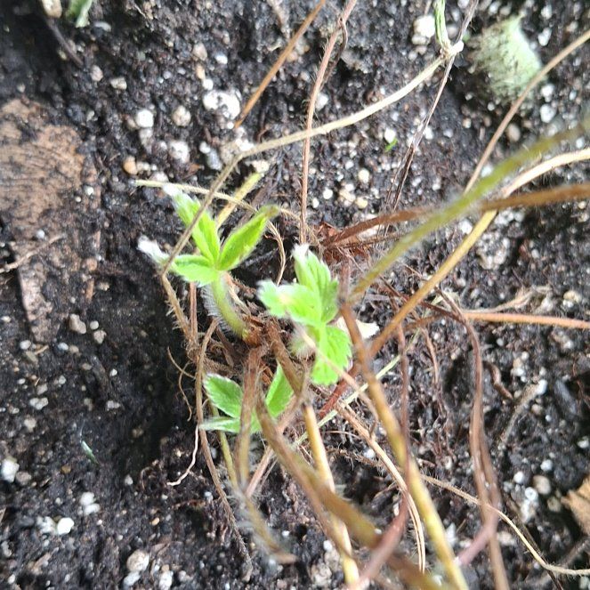 Photo of the plant species Scarlet Strawberry by @DollBoneset63 named James Dean on Greg, the plant care app