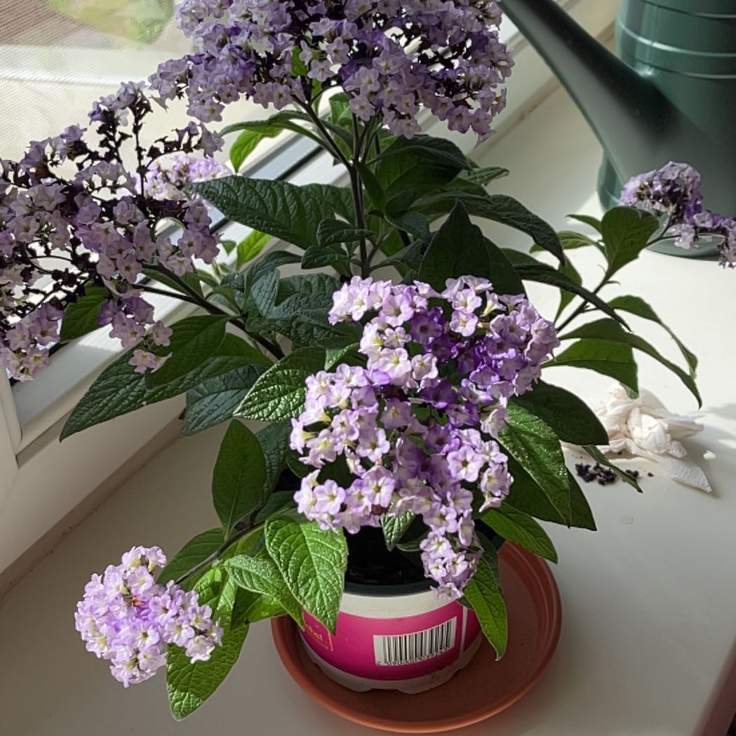 Photo of the plant species Heliotropium arborescens by @SaviorAnahaw named Madonna on Greg, the plant care app