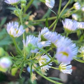 Photo of the plant species Annual Fleabane by @LeadLavender86 named Gregarious on Greg, the plant care app