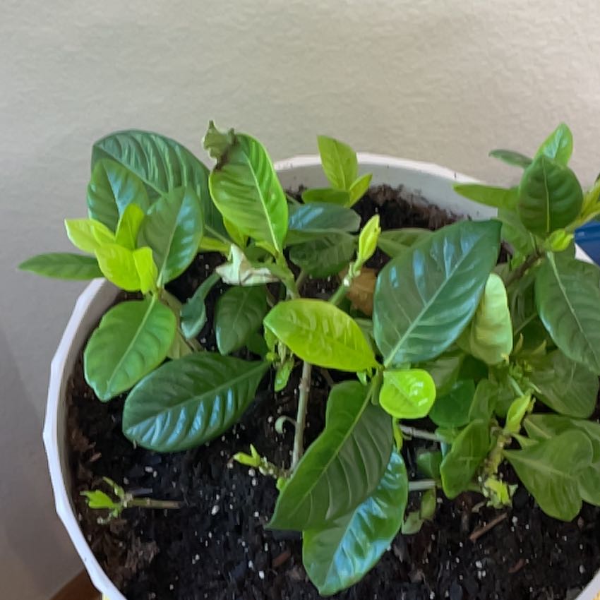 Photo of the plant species Gardiena Bonsi by @NativeQuailbush named Messi on Greg, the plant care app