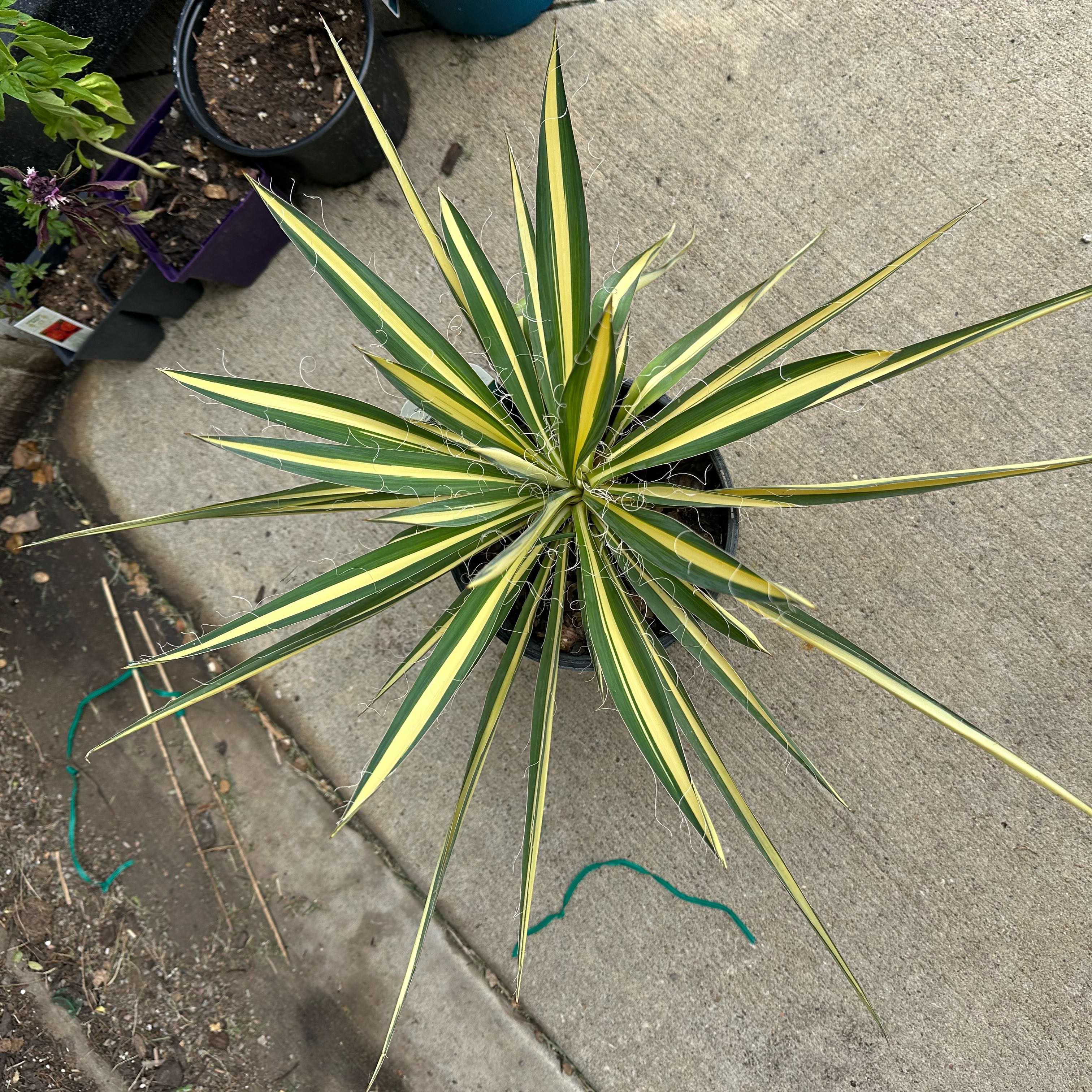 Photo of the plant species Yucca filamentosa 'Color Guard' by @BestBlackash99 named Clooney on Greg, the plant care app