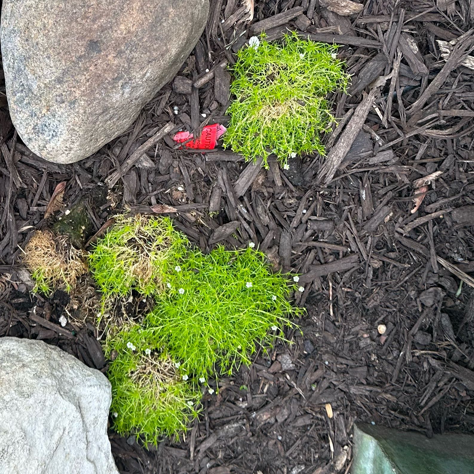 Photo of the plant species Irish Moss by @BestBlackash99 named ChloroPhil on Greg, the plant care app
