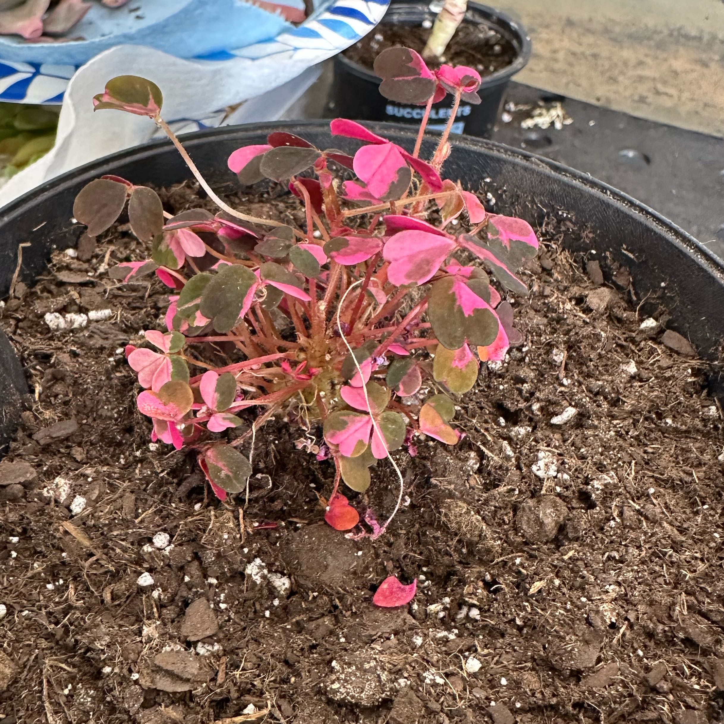 Photo of the plant species Oxalis 'Plum Crazy' by @BestBlackash99 named Mando on Greg, the plant care app
