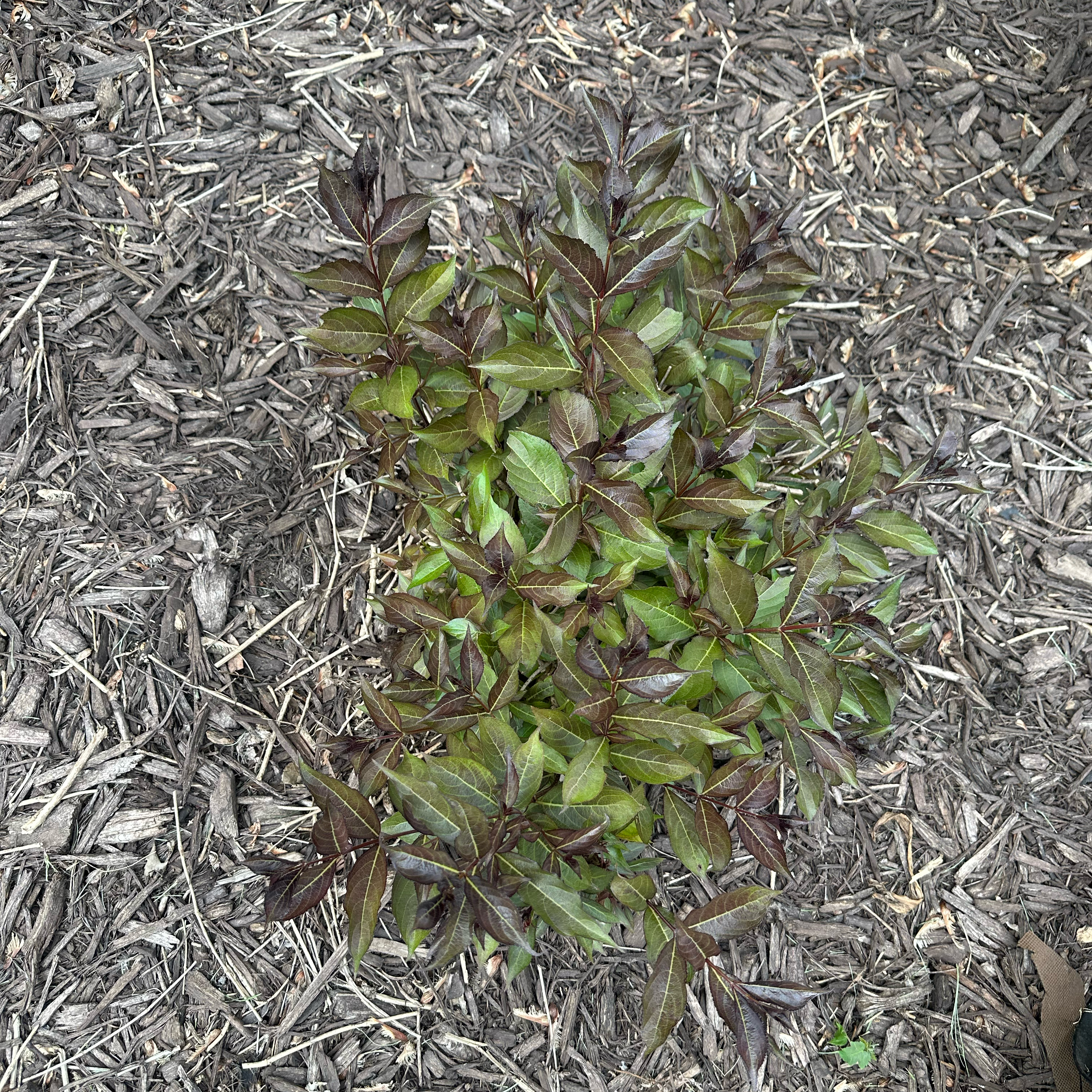 Photo of the plant species Weigela 'Wine and Roses' by @BestBlackash99 named Girlfrond on Greg, the plant care app