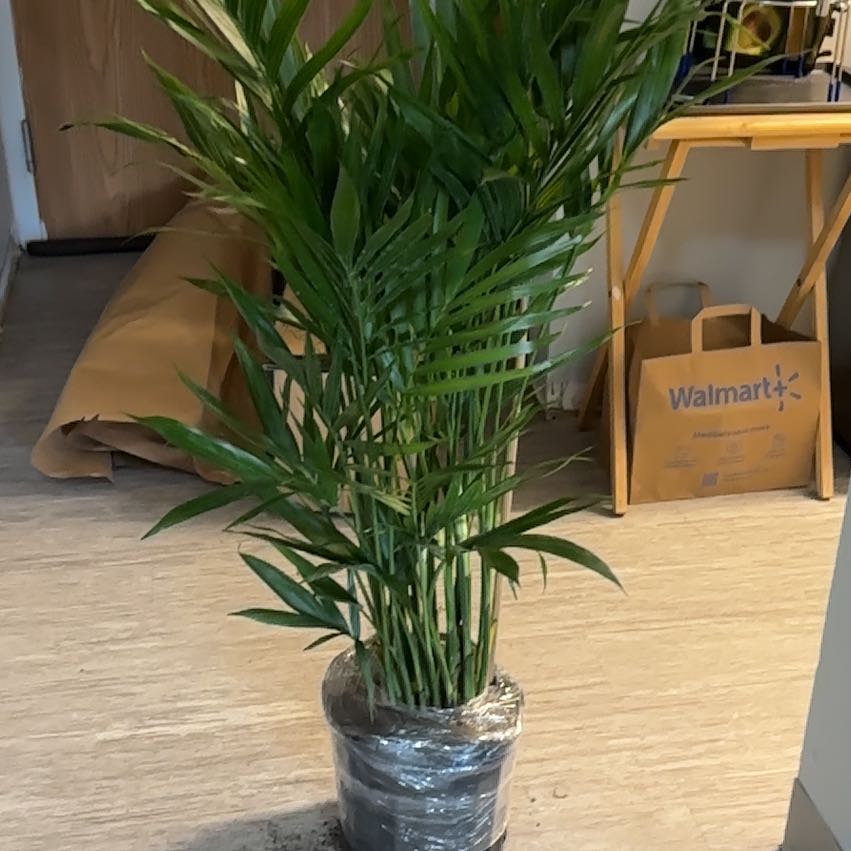 Tolkien | A plant by @SuaveCookspine on Greg