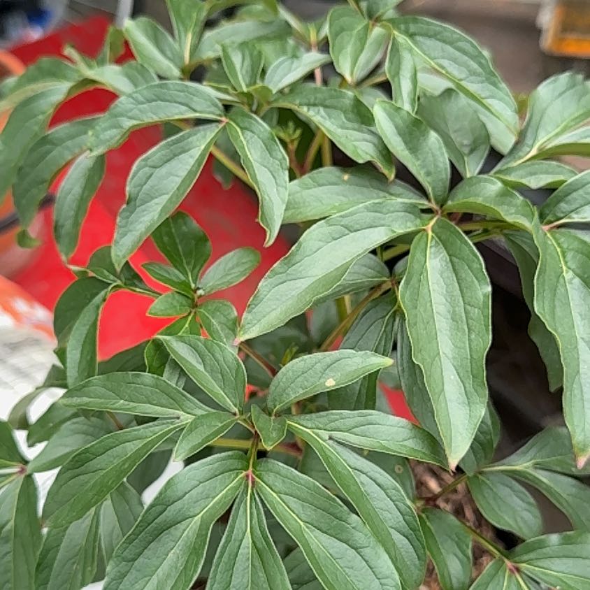 Photo of the plant species Chinese Peony by @HardyCorncob41 named Kesha on Greg, the plant care app