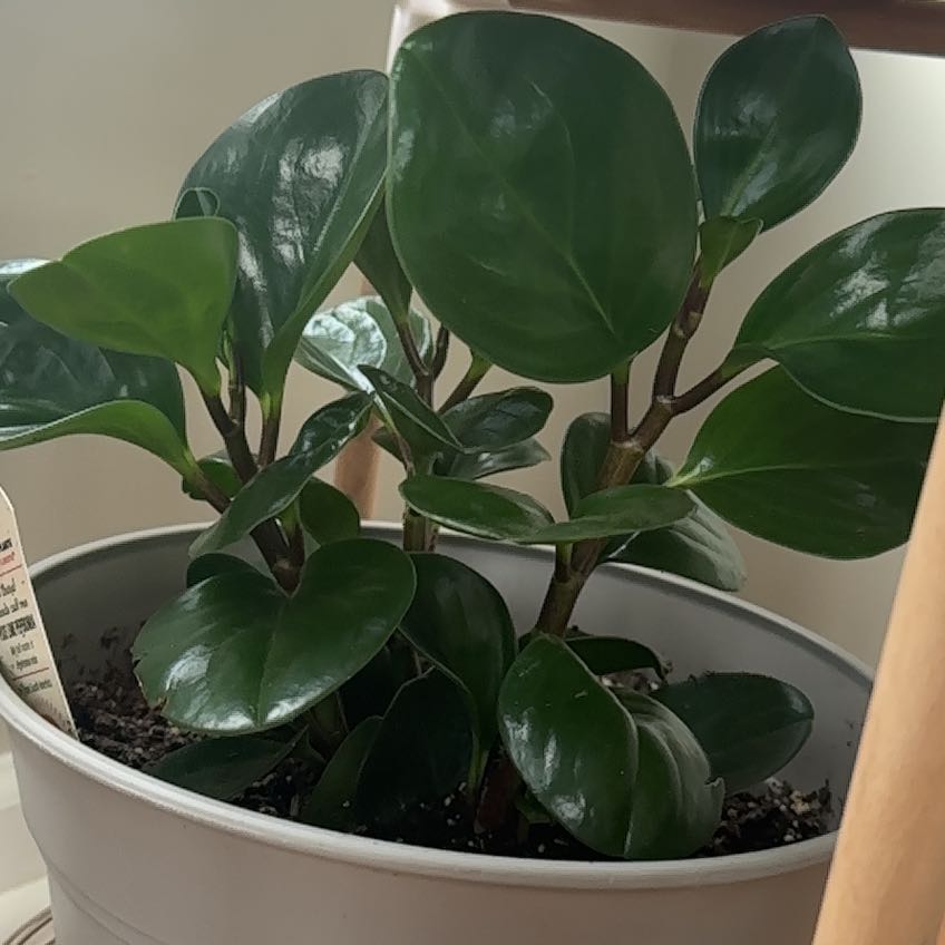 Photo of the plant species Peperomia 'Pixie Lime' by @UNplants named UN on Greg, the plant care app