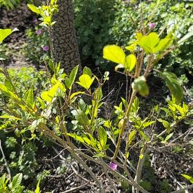 Photo of the plant species Green Alder by @YiftWoodsrose58 named Sage on Greg, the plant care app