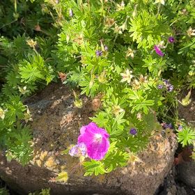 Photo of the plant species Bloody Geranium by @YiftWoodsrose58 named Einstein on Greg, the plant care app