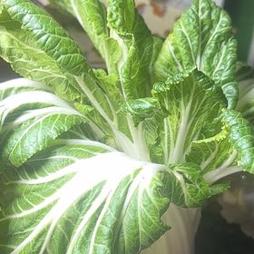 Photo of the plant species Baby Bok Choy by @SacredMum45 named Maka on Greg, the plant care app