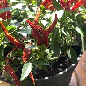 Photo of the plant species Hot Pops Yellow Ornamental Pepper by @RadTozzia60 named Bodhi on Greg, the plant care app