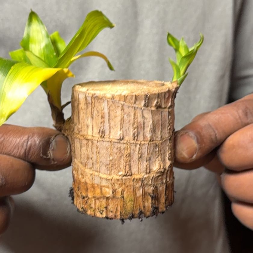 Photo of the plant species Date Palm Tree by @NeatRedlog22 named Demi on Greg, the plant care app