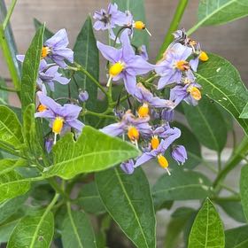 Photo of the plant species Potato Vine by Abigail named Spike Leaves on Greg, the plant care app