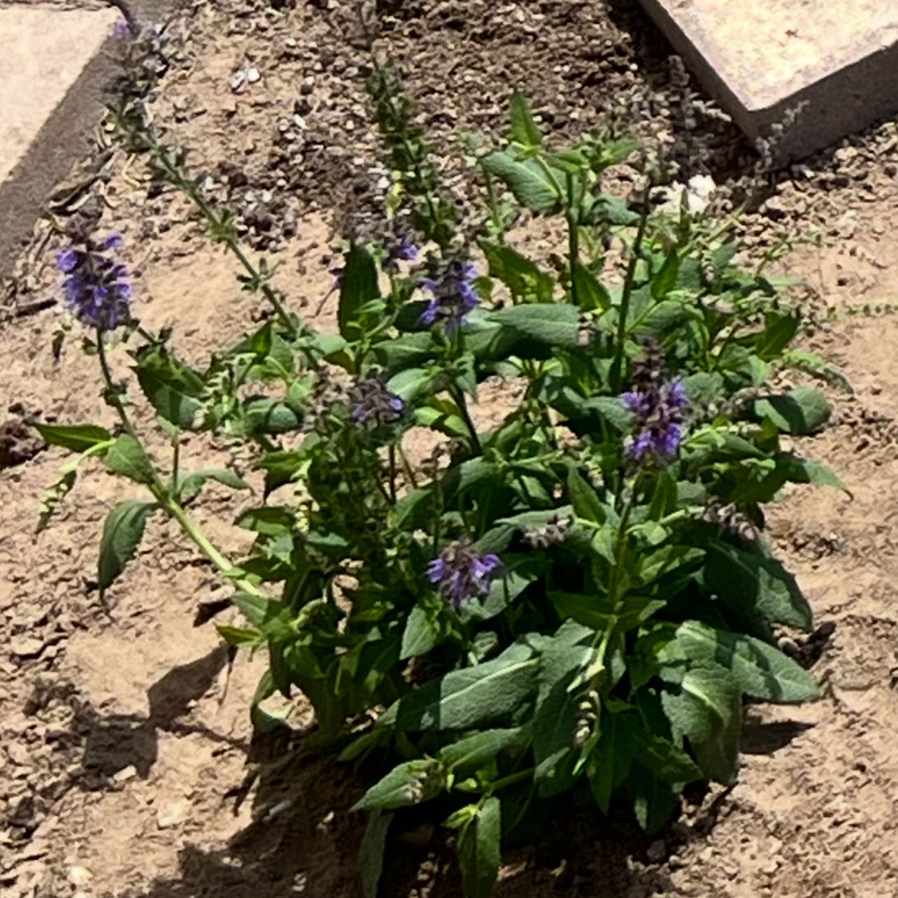 Photo of the plant species Salvia 'May Night' by @Ferg named Sage on Greg, the plant care app