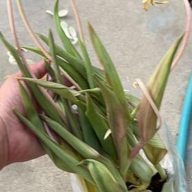 Photo of the plant species White tulip by @GoodFirecracker named Mollie on Greg, the plant care app