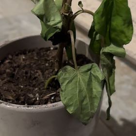 Photo of the plant species Paan by @MiracleFlax60 named da Vinci on Greg, the plant care app