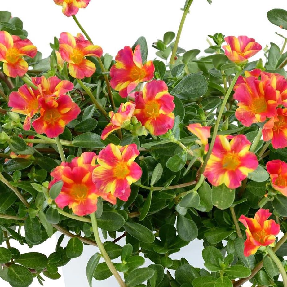 Photo of the plant species Portulaca oleracea 'Variegata' by @LuckyCornbind29 named Marilyn on Greg, the plant care app