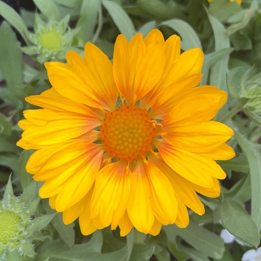 Photo of the plant species Blanket Flower 'Mesa Peach' by @PlantMomPlus named Peachy on Greg, the plant care app