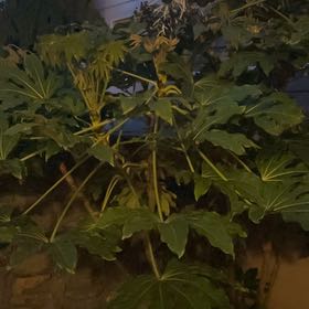Photo of the plant species Chinese Rice-Paper Plant by @PlantMomPlus named Harper on Greg, the plant care app