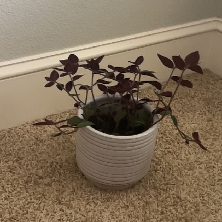 Photo of the plant species Baby Bunny Bellies by @PlantMomPlus named Teddy on Greg, the plant care app