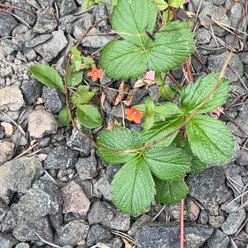 Photo of the plant species Beach Strawberry by @PlantMomPlus named Cleopatra on Greg, the plant care app