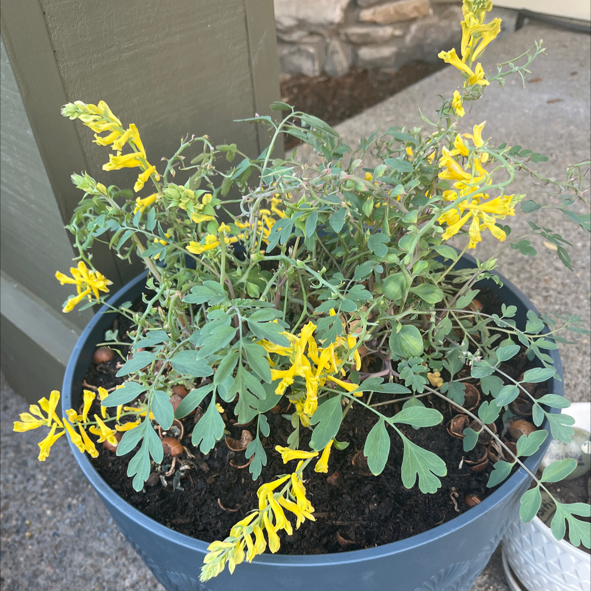 Photo of the plant species Corydalis 'Canary Feathers' by @PlantMomPlus named Tweety on Greg, the plant care app