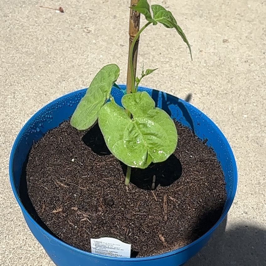 Photo of the plant species Heirloom Blue Lake Bush Bean by @BrookieBB named Emerson on Greg, the plant care app