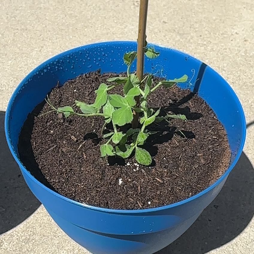 Photo of the plant species Pea 'Snak Hero' by @BrookieBB named Kesha on Greg, the plant care app