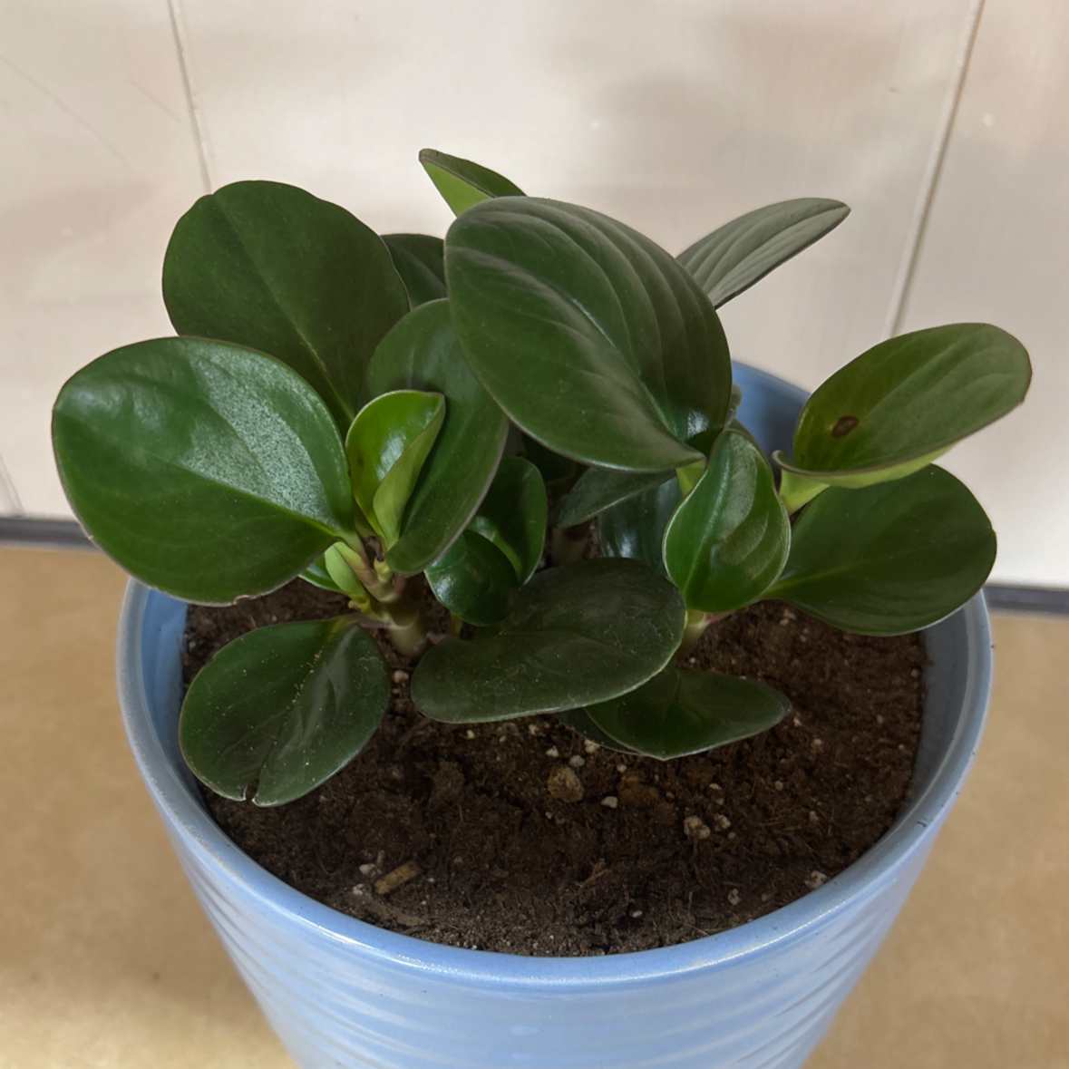 Photo of the plant species Peperomia sprucei by @BrookieBB named Hamilton on Greg, the plant care app