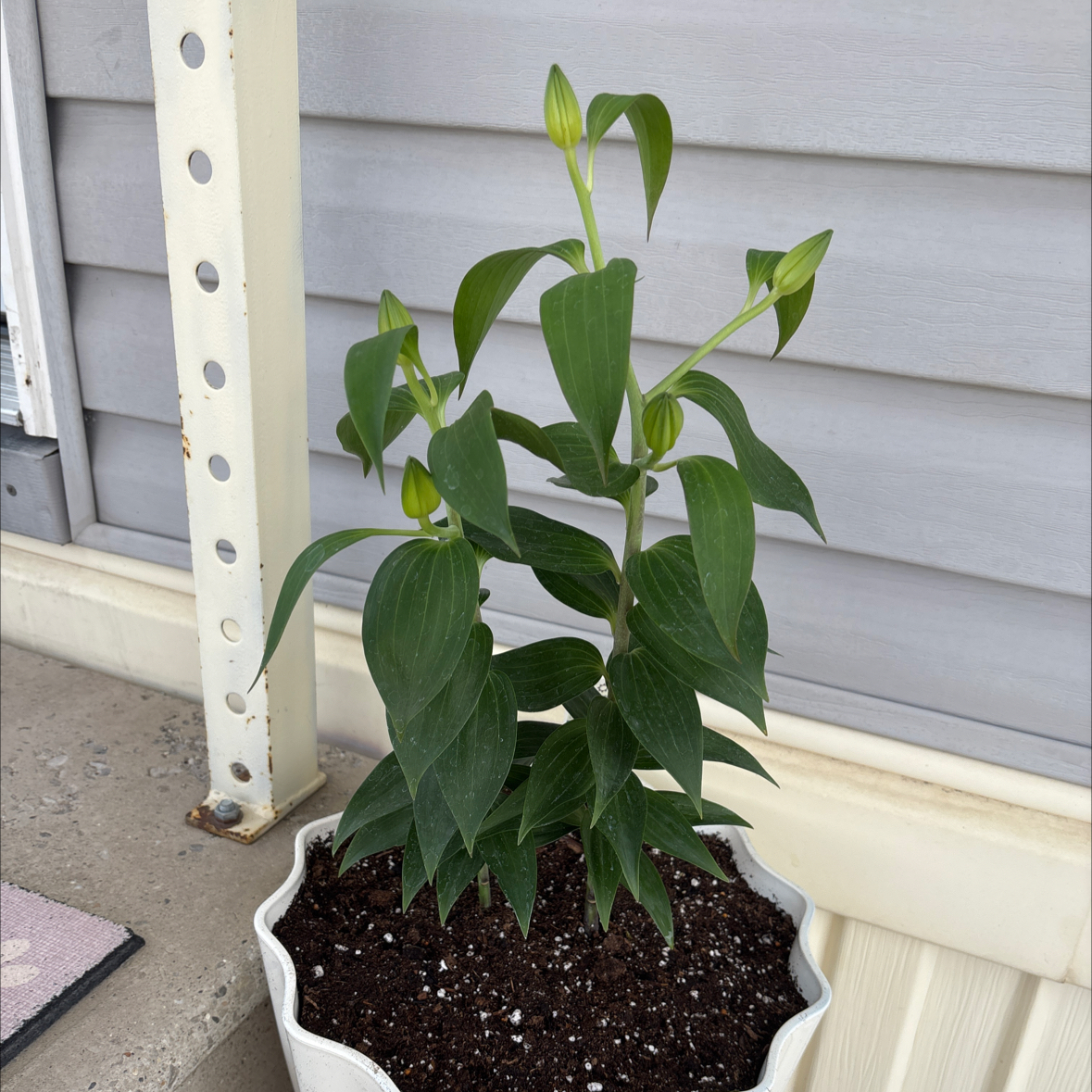 Photo of the plant species Oriental Lily 'Table Dance' by @BrookieBB named Scarlett on Greg, the plant care app