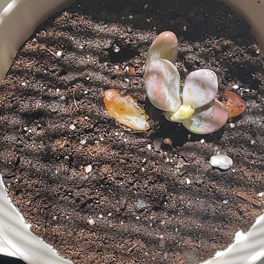 Photo of the plant species Sedium Craigii by @PluckyAmethius named Orlando Bloom on Greg, the plant care app