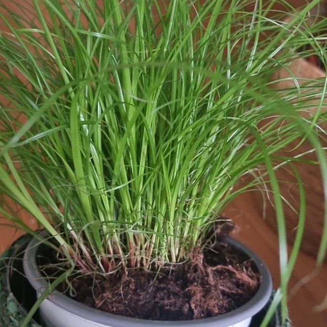 Photo of the plant species Zumula Cat Grass by @Luthien named Hemingway on Greg, the plant care app