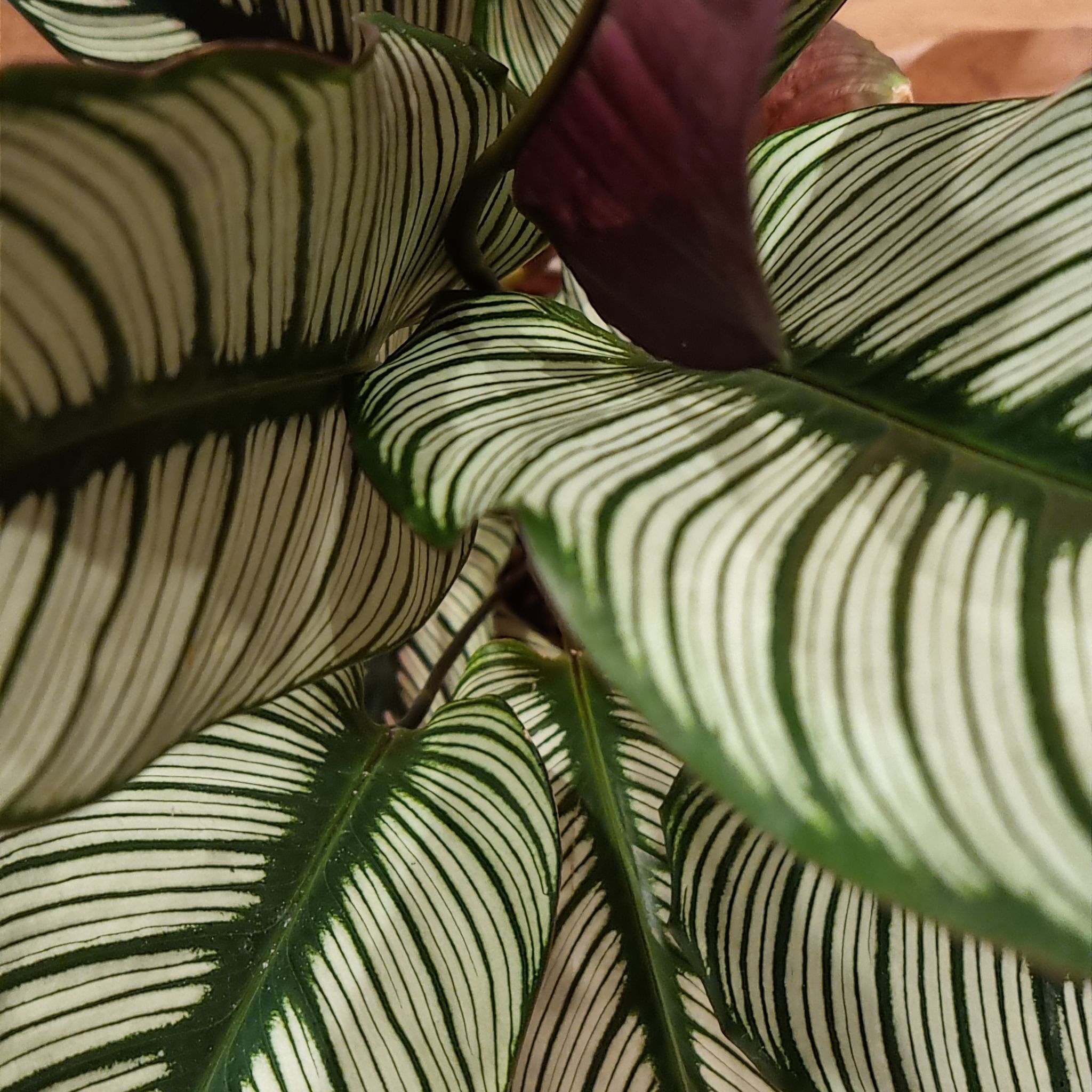 Photo of the plant species White Star by @Luthien named Hemingway on Greg, the plant care app