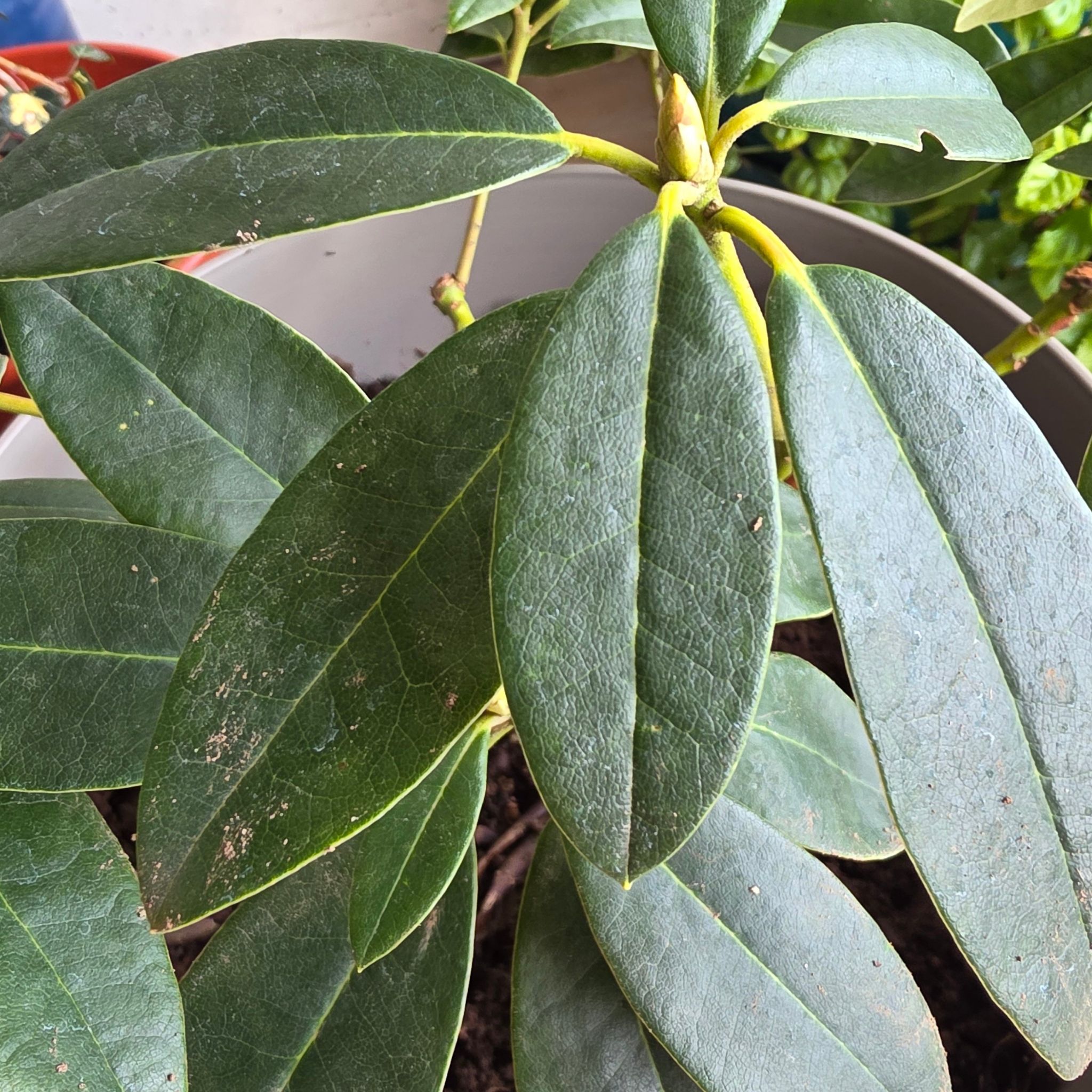 Photo of the plant species Rhododendron 'Percy Wiseman' by @DefiantMakole22 named Khaleesi on Greg, the plant care app