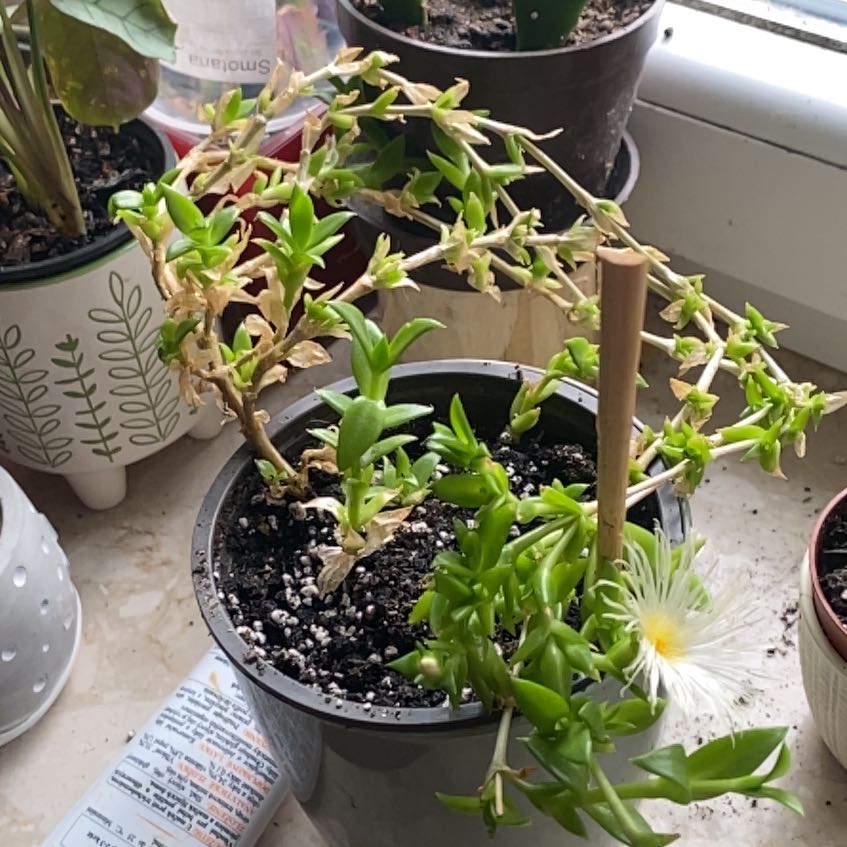 Photo of the plant species Kanna by @GreenWitch37 named Kanička on Greg, the plant care app