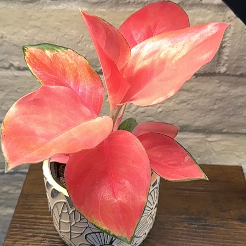 Photo of the plant species Aglaonema 'China Red' by @GodlyZucchini6 named Kesha on Greg, the plant care app