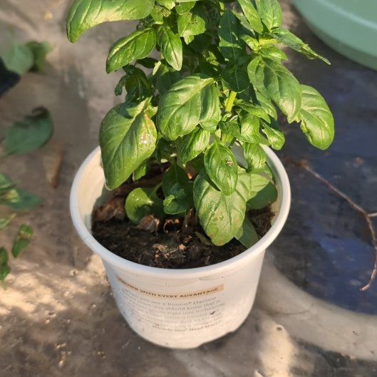 Photo of the plant species Basil 'Everleaf Emerald Towers' by @plantnewbie34 named Gordon on Greg, the plant care app