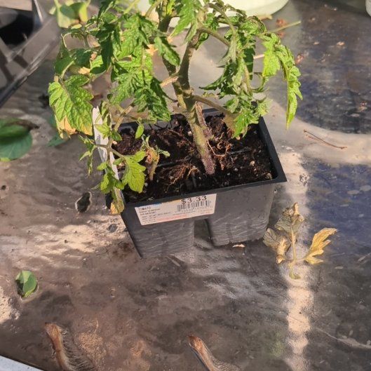 Photo of the plant species San Marzano Redorta Tomato by @plantnewbie34 named Saucey Maters on Greg, the plant care app