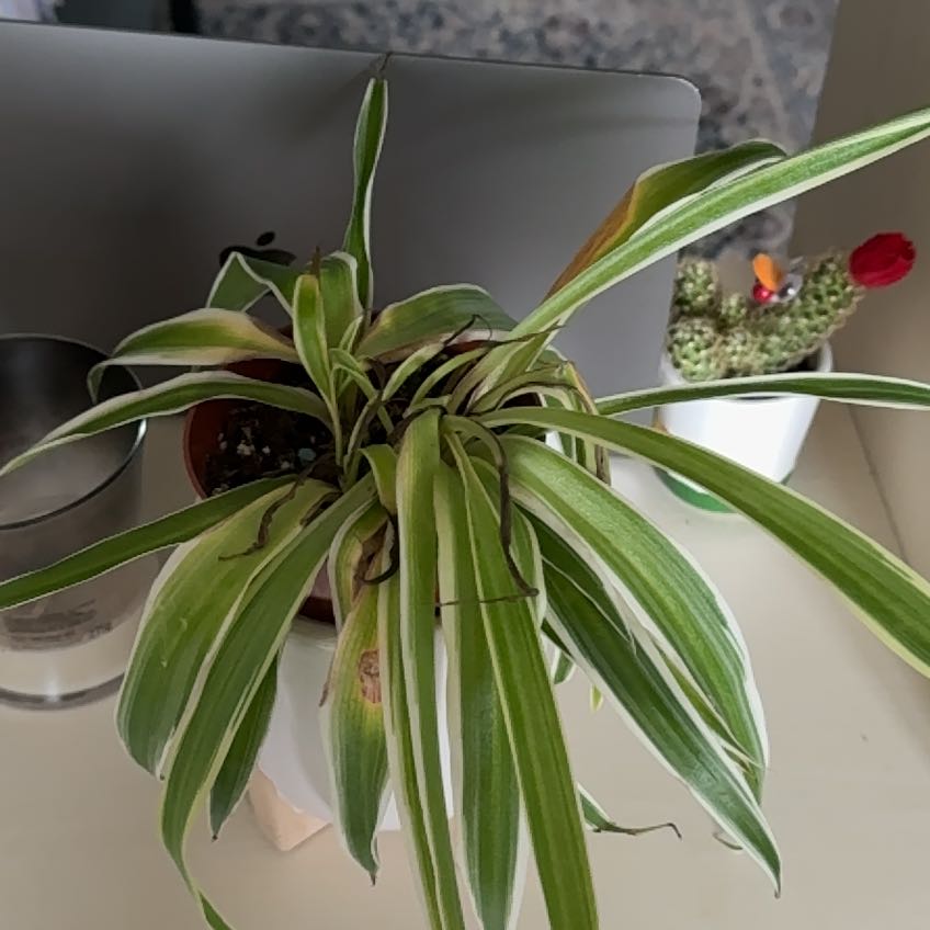 Photo of the plant species Ocean Spider Plant by @NewDuncecap96 named Robespierre on Greg, the plant care app